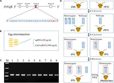 CRISPR/Cas9-Mediated Vitellogenin Receptor Knockout Leads to Functional Deficiency in the Reproductive Development of Plutella xylostella